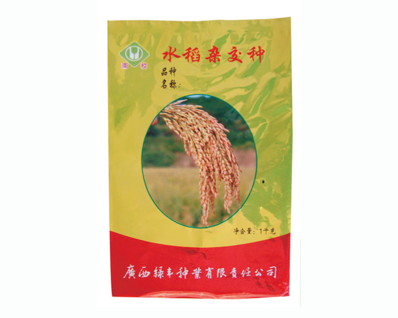 水稻杂交种